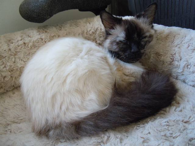 very dearly-missed cat